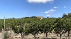 Foto A Soleminis, nel hinterland di Cagliari, vi proponiamo un bel complesso agricolo con vigneto in produzione e due fabbricati.