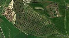 Foto A Villanovafranca, nell'alto Campidano, un grande oliveto panoramico, perfetto per iniziare una nuova attivit .