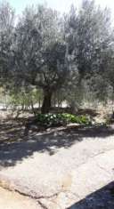 Foto A Villarosa (en), vista lago/diga, terreno con 23 piante di ulivo secolari,