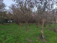 Foto Agricolo in corso Michelangelo Testa