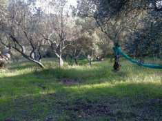 Foto Agricolo in Localit  Cerreta