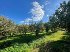 Foto Agricolo in SP117