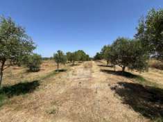 Foto Agricolo in vendita a Alghero