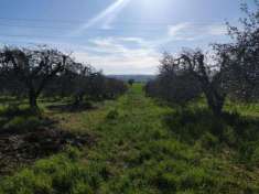 Foto Agricolo in vendita a Alviano