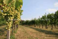 Foto Agricolo in vendita a Castenedolo