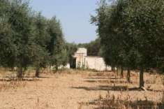 Foto Agricolo in vendita a Cutrofiano
