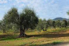 Foto Agricolo in vendita a Floridia