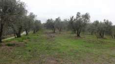 Foto Agricolo in vendita a Lucca