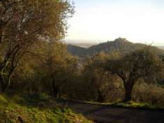 Foto Agricolo in vendita a Luni