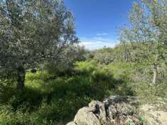 Foto Agricolo in vendita a Misterbianco