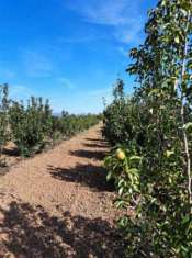 Foto Agricolo in vendita a Villaspeciosa