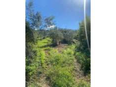 Foto Agricolo in Via Cannetiello