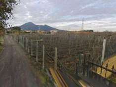 Foto Agricolo in Via Carlo Amati