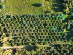 Foto Agricolo in Via Provinciale