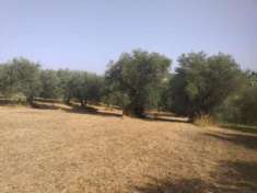 Foto Agricolo in Via XII Apostoli