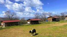 Foto Agriturismo in Vendita, pi di 6 Locali, 20150 mq (MONTEFIASCONE