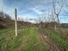 Foto Altro in Vendita a Colognola ai Colli San Zeno