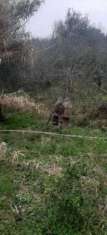 Foto Annesso agricolo in vendita a Fosdinovo 25 mq  Rif: 1284910
