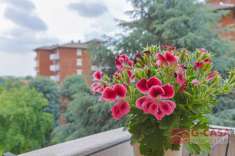 Foto Appartamento in vendita a Bollate