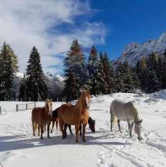 Foto Appartamento in vendita a Valleve