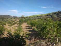 Foto Appezzamento di terreno agricolo di mq 32.621 catastali ( uliveto di mq 17.644)