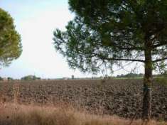 Foto Area verde in vendita a Rimini