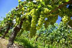 Foto Azienda a MOSCATO - Vicinanze Alba