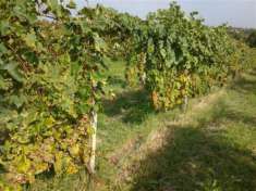 Foto Azienda agricola a fortissima prevalenza viticola.