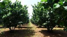 Foto Azienda Agricola con Noccioleto Produttivo Ha 10