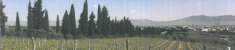 Foto AZIENDA AGRICOLA CON VILLA PADRONALE RIF. C1