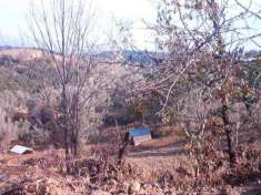 Foto AZIENDA AGRICOLA IN BORGIA HA 8 C.  (ULIVETO, SEMINATIVO, BOSCO CEDUO)