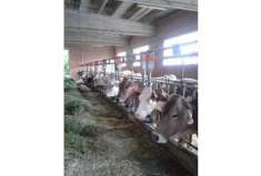 Foto Azienda Agricola in Val d''Enza
