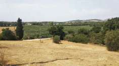 Foto Azienda agricola in vendita a Istia D'ombrone - Grosseto 150000 mq  Rif: 1014843