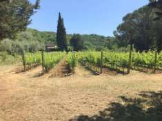 Foto Azienda Agricola in vendita a Montescudaio