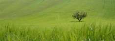 Foto Azienda Agricola in vendita a Petritoli
