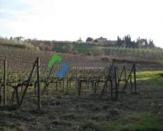 Foto Azienda Agricola nel Chianti Classico, Siena.