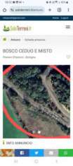 Foto Bosco ceduo
