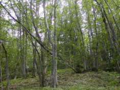 Foto BOSCO E CASTAGNETO