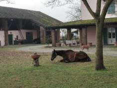 Foto Casale ben ristrutturato+cascina+box cavalli