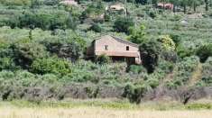 Foto Casale di grande superficie con magnifico uliveto di 10 ettari a Cesi (Umbria)