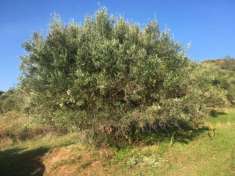Foto Casteldaccia - CA101 - Terreno in Verde Agricolo