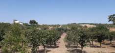Foto COD 0139 Terreno agricolo zona Accia Santa Flavia