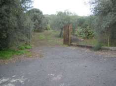 Foto CODICE 6806  TERRENO AGRICOLO 8.600 MQ A BELPASSO POSS. ACQUA E LUCE