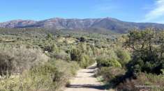 Foto Dolianova,  terreno agricolo con olivi e pozzo.