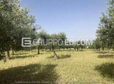 Foto Fabbricato rurale di 51 mq  in vendita a Sambuca di Sicilia - Rif. 4501748
