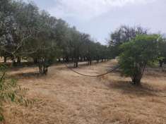 Foto Frutteto in vendita a San Sperate