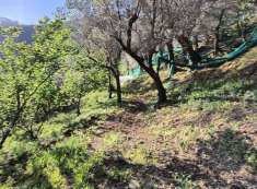 Foto Giffoni Valle Piana, Vassi Terreno OLIVETO mq 8.900