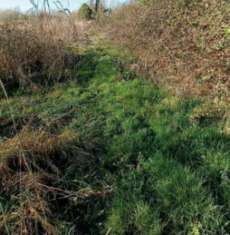 Foto Immobile in asta di 15725 m in vendita a Azzano Decimo