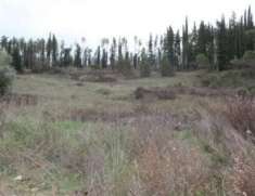 Foto Immobile in asta di 21873 m in vendita a Castellina in Chianti
