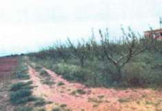 Foto Immobile in asta di 26030 m in vendita a Bernalda